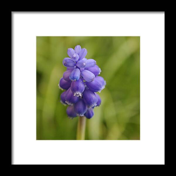 Flower Framed Print featuring the photograph Grape Hyacinth by Adrian Wale