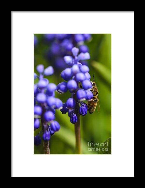 Grape Hyacinth Framed Print featuring the photograph Grape Hyacinth and Bee by Tamara Becker