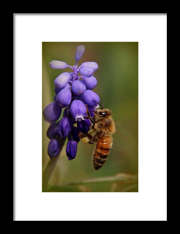 Insect Framed Print featuring the photograph Grape Hyacinth and Honeybee by Chris Berry