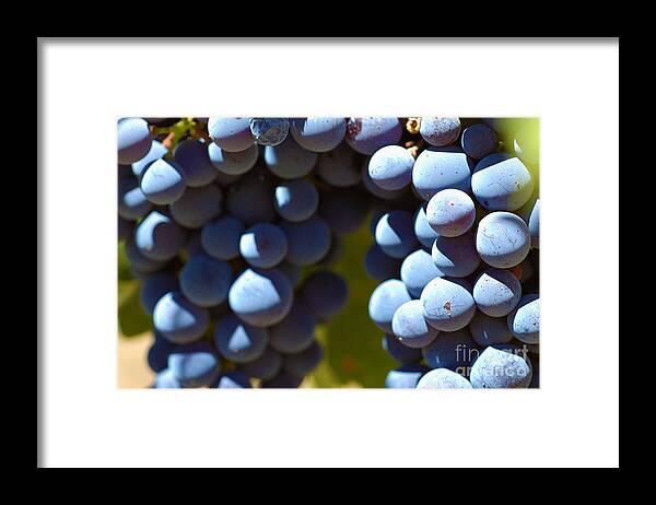 Grape Framed Print featuring the photograph Grape Vine 4 by Micah May