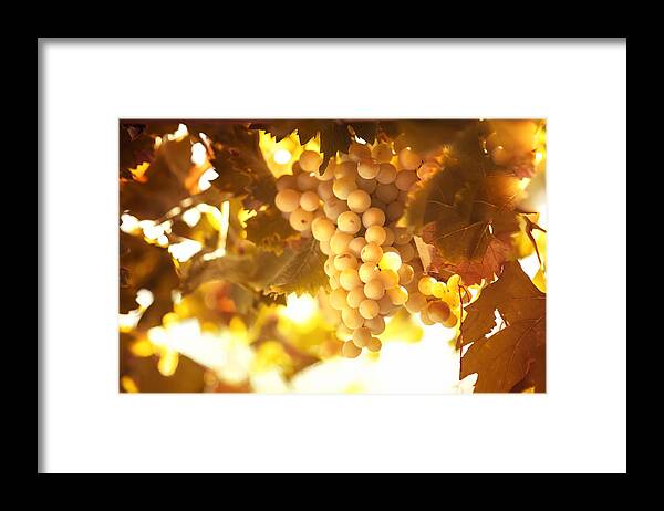Grape Framed Print featuring the photograph Grapes Filled with Sun by Jenny Rainbow