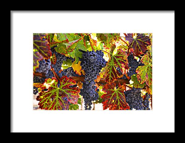 Grapes Framed Print featuring the photograph Grapes on vine in vineyards by Garry Gay