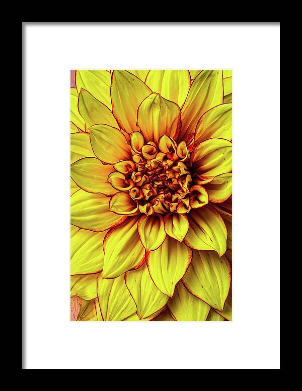 Color Framed Print featuring the photograph Graphic Dahlia 2 by Garry Gay