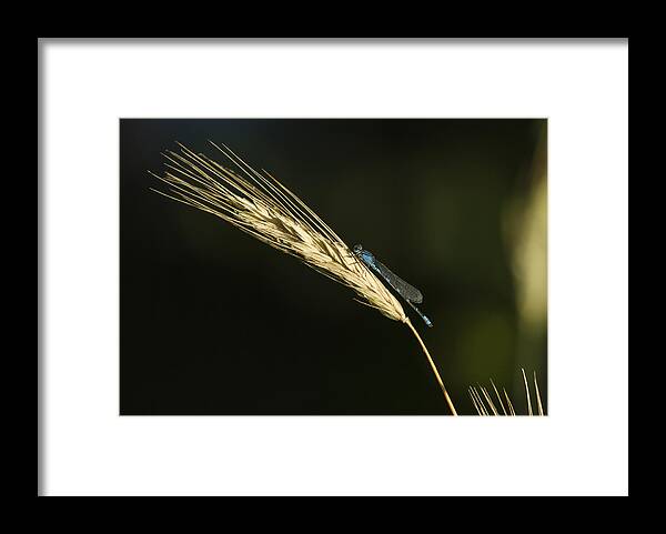 Enallagma Cyathigerum (common Blue Damselfly Framed Print featuring the photograph Grass with Blue Damsel by Thomas Young