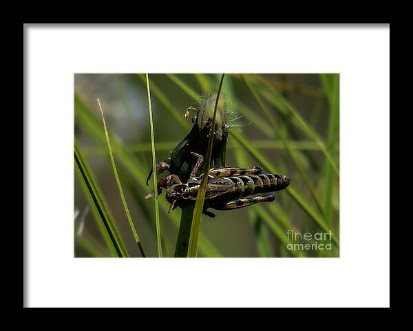 Grasshopper Framed Print featuring the photograph Grasshopper 2 by Christy Garavetto