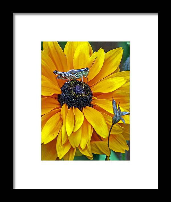 Insects Framed Print featuring the photograph Grasshopper and Susan by Jennifer Robin