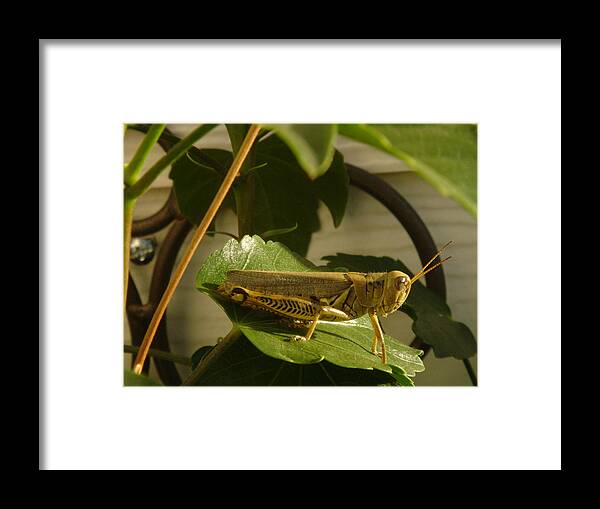 Grasshopper Framed Print featuring the photograph Grasshopper by John Julio