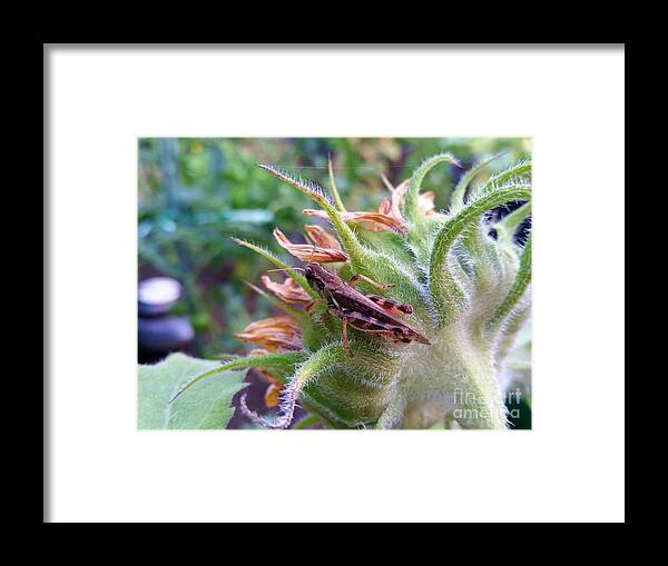 Grasshopper Framed Print featuring the photograph Grasshoppers View by Helen Campbell