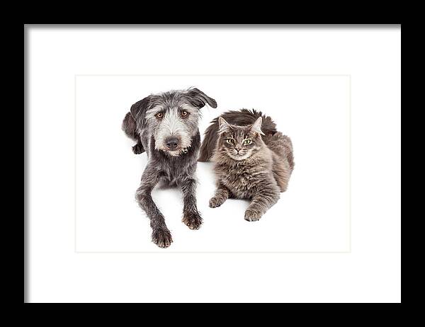Animal Framed Print featuring the photograph Gray Cat and Crossbreed Dog by Good Focused