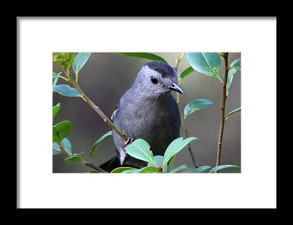 Bird Framed Print featuring the photograph Gray Catbird by DB Hayes