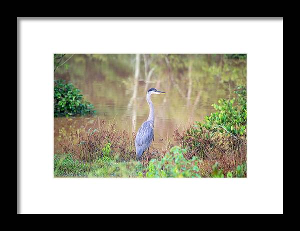 Great Blue Heron Framed Print featuring the photograph Great Blue Heron by Mary Ann Artz