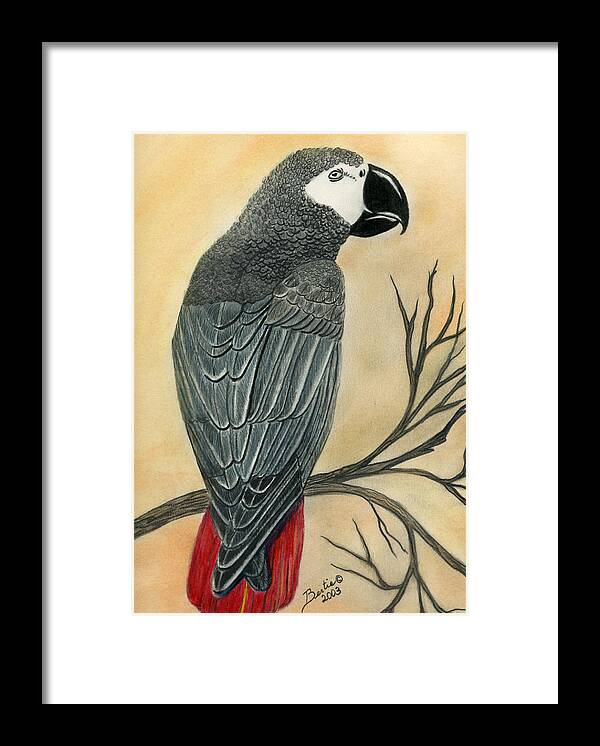 Gray Framed Print featuring the painting Gray Parrot by Bertie Edwards