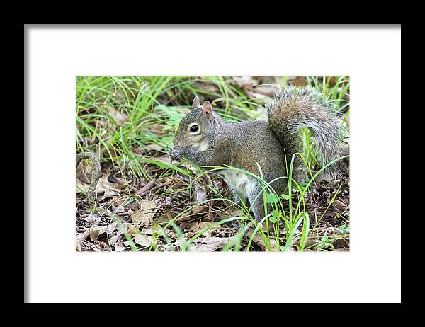 Animal Framed Print featuring the photograph Gray Squirrel Eating by John Benedict