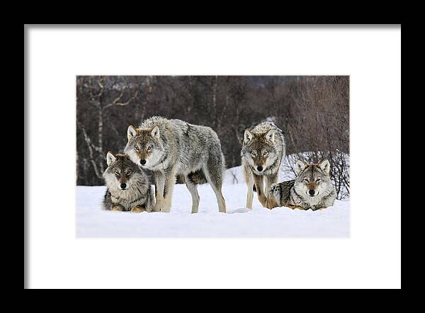 00436589 Framed Print featuring the photograph Gray Wolves Norway by Jasper Doest