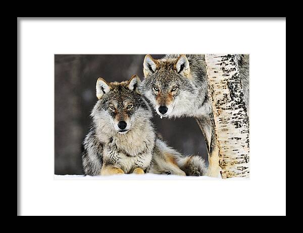 Mp Framed Print featuring the photograph Gray Wolf Pair In The Snow by Jasper Doest