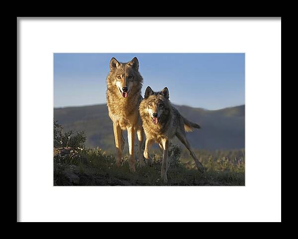 Mp Framed Print featuring the photograph Gray Wolf Canis Lupus Pair Standing by Tim Fitzharris