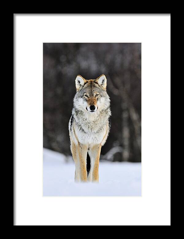 Mp Framed Print featuring the photograph Gray Wolf in the Snow by Jasper Doest