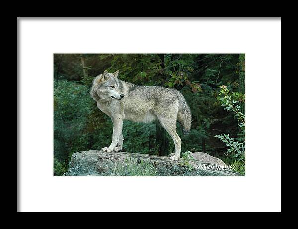 Minnesota Framed Print featuring the photograph Gray Wolf by Joan Wallner
