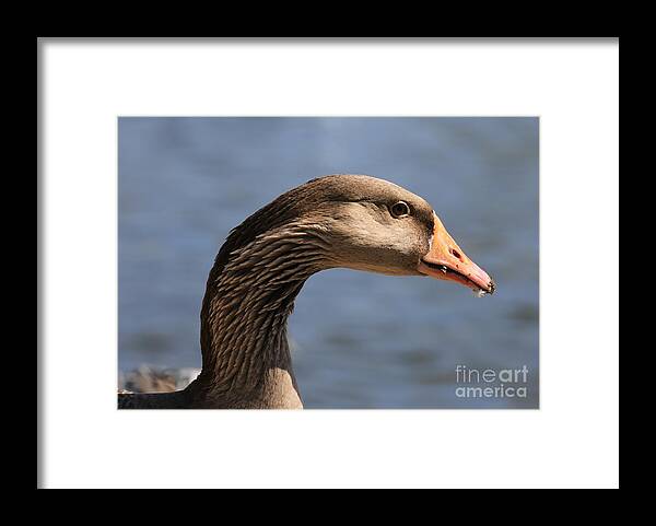 Geese Framed Print featuring the photograph Greylag Goose Profile by Carol Groenen