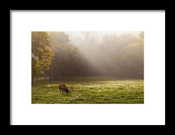 Bull Elk Framed Print featuring the photograph Grazing Bull Elk at Sunrise by Michael Dougherty