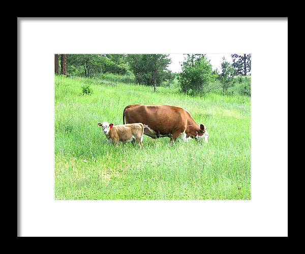 Cow Framed Print featuring the photograph Grazing Cow And Calf by Will Borden