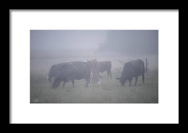 Cows Framed Print featuring the photograph Grazing cows in the mist by Torbjorn Swenelius