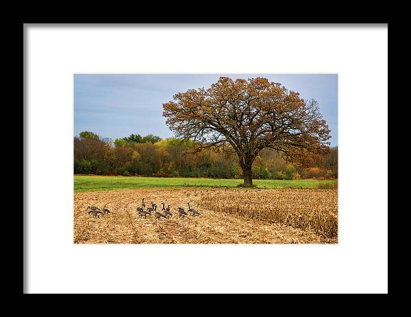 Geese Goose Corn Oak Tree Autumn Yellow Gold Green Horizontal Scenic Landscape Stoughton Wi Wisconsin Hunting Fall Fall Colors Framed Print featuring the photograph Grazing Geese in Cornfield with Oak Tree by Peter Herman