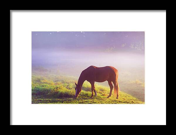 Jenny Rainbow Fine Art Photography Framed Print featuring the photograph Grazing Horse. Rural Holland by Jenny Rainbow