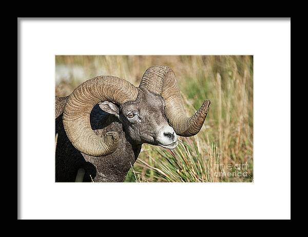 Yellowstone Framed Print featuring the photograph Grazing In The Grass by Craig Leaper