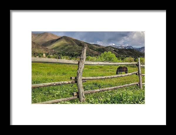 Horse Framed Print featuring the photograph Grazing in The Meadow by Buck Buchanan