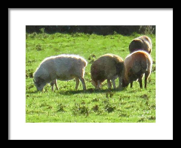 Sheep Framed Print featuring the painting Grazing sheep by Mary Cahalan Lee - aka PIXI
