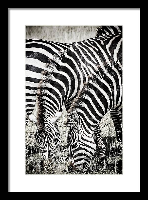 Africa Framed Print featuring the photograph Grazing Zebras Close Up by Darcy Michaelchuk