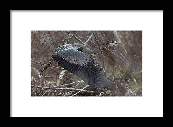 Heron Framed Print featuring the photograph Great Blue Getaway by Ben Foster