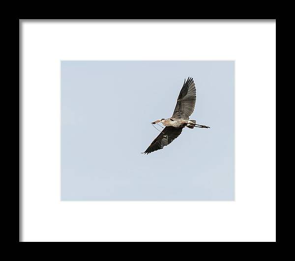Great Blue Heron Framed Print featuring the photograph Great Blue Heron 2015-10 by Thomas Young