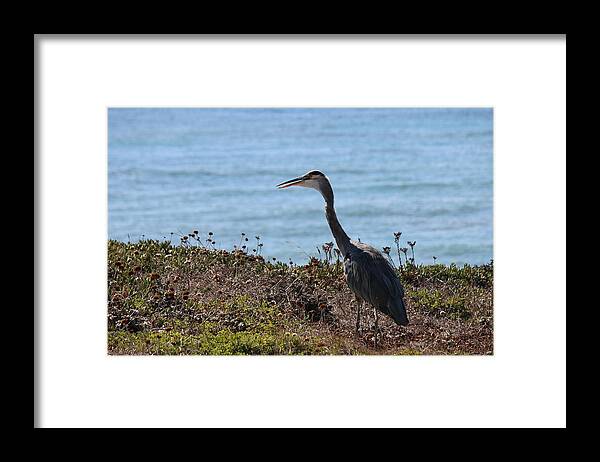 Great Framed Print featuring the photograph Great Blue Heron - 3 by Christy Pooschke