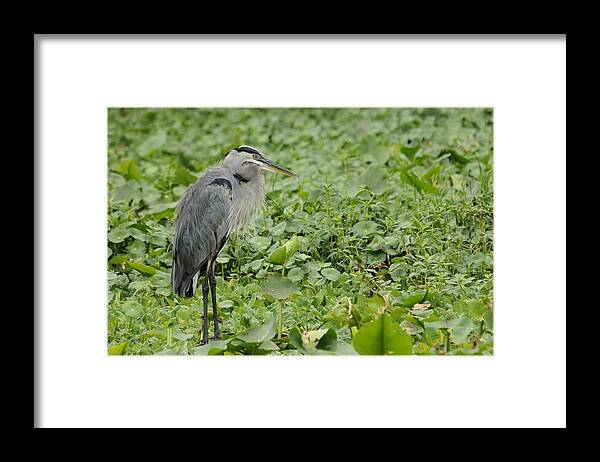 Great Blue Heron Framed Print featuring the photograph Great Blue Heron and Water Lilies by Bradford Martin