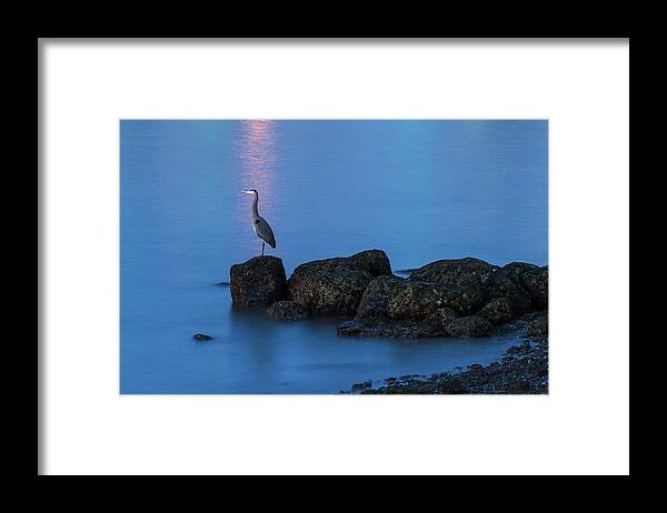 Herons Framed Print featuring the photograph Great Blue Heron at English Bay by Michael Russell