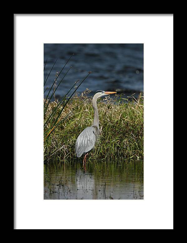 Great Blue Heron Framed Print featuring the photograph Great Blue Heron by Cindi Ressler