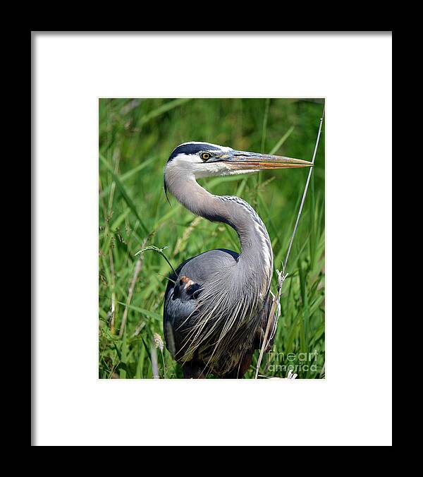 Denise Bruchman Framed Print featuring the photograph Great Blue Heron Close-up by Denise Bruchman