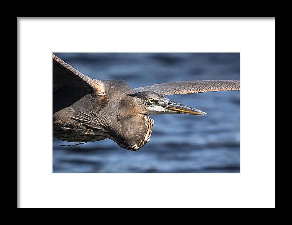 Greenfield Lake Framed Print featuring the photograph Great Blue Heron close-Up by Kevin Giannini