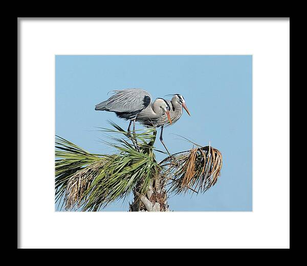 Adult Framed Print featuring the photograph Great Blue Heron Couple I by Dawn Currie