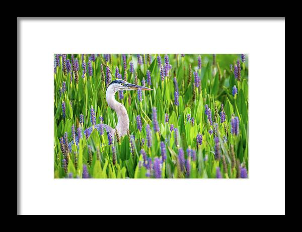 Bird Framed Print featuring the photograph Great Blue Heron by David Hart