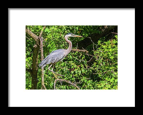 Great Blue Heron Framed Print featuring the photograph Great Blue Heron by Ed Peterson