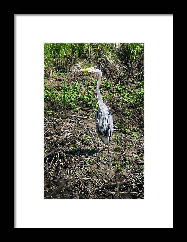 Great Blue Heron Framed Print featuring the photograph Great Blue Heron by Frank Wilson