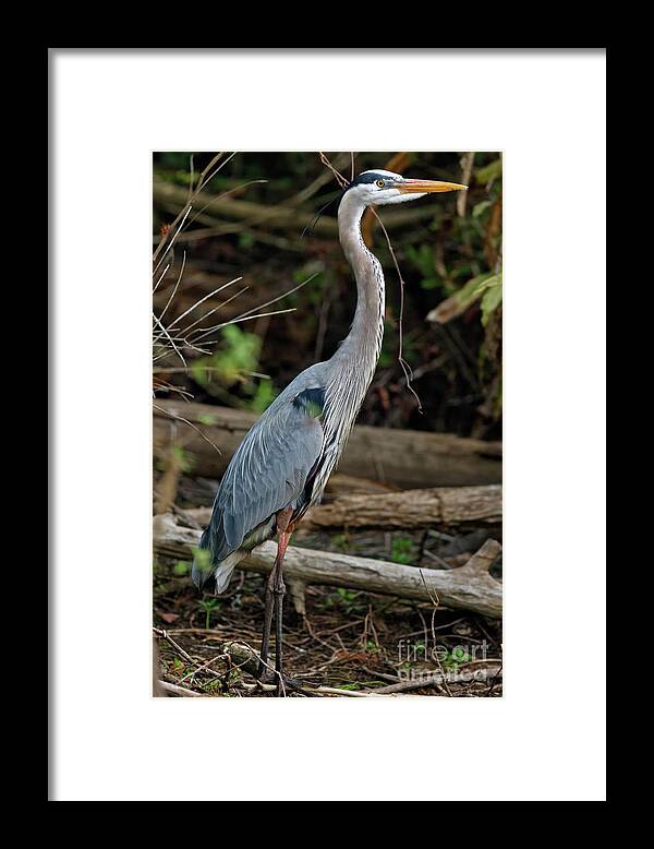 Great Blue Heron Framed Print featuring the photograph Great Blue Heron in Florida Swamp by Natural Focal Point Photography