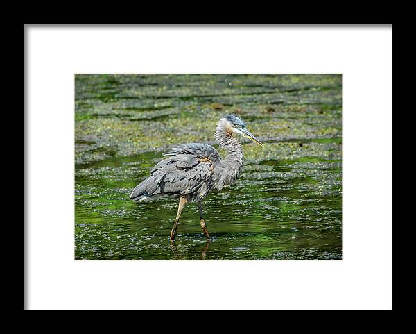 Ardea Herodias Framed Print featuring the photograph Great Blue Heron in pond by Patrick Wolf