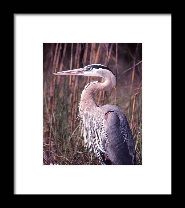 Heron Framed Print featuring the photograph Great Blue Heron by Jack Cushman