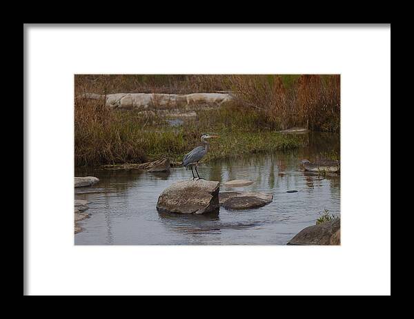 Heron Framed Print featuring the photograph Great blue heron by James Smullins
