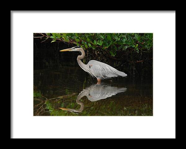 Heron Framed Print featuring the photograph Great Blue Heron by Jim Bennight