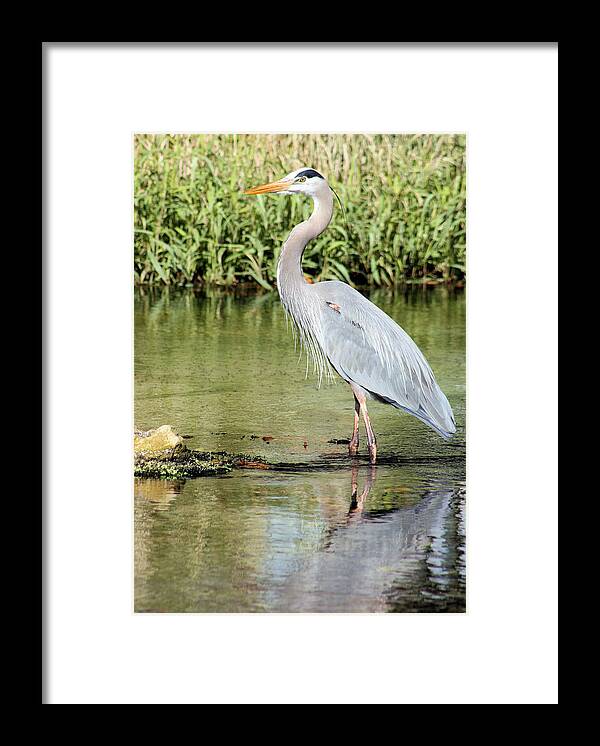 Heron Framed Print featuring the photograph Great Blue Heron by Kristin Elmquist